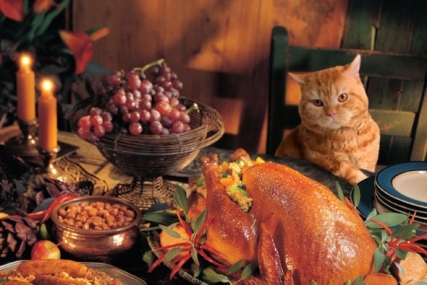 thanksgiving-cat-pictures-18